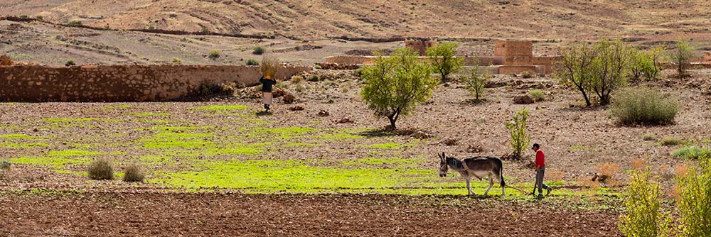 morocco-farm